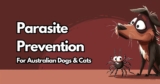 Parasite Prevention: A Guide for Australian Dogs & Cats