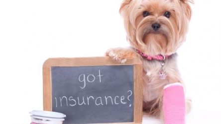 10 Is Pet Insurance worth it?