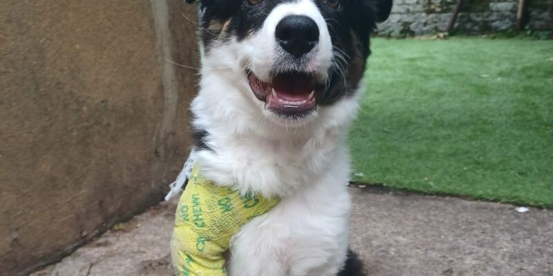 14 Pet insurance in Australia, do you need it?