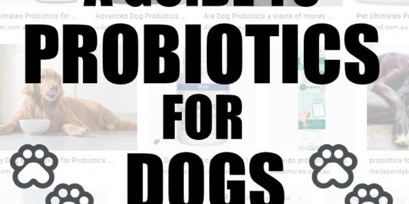 13 Probiotics for dogs