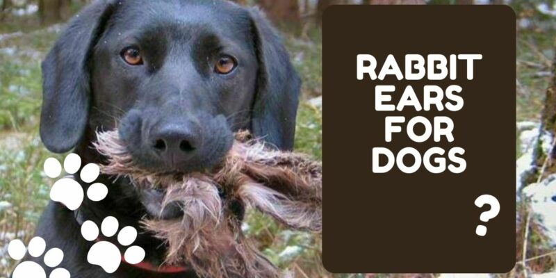 10 Rabbit Ears for Dogs (+ Cow & Pig Ears)