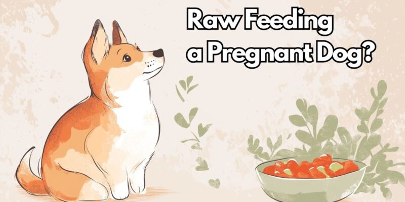 13 Should you feed a pregnant dog a raw diet?