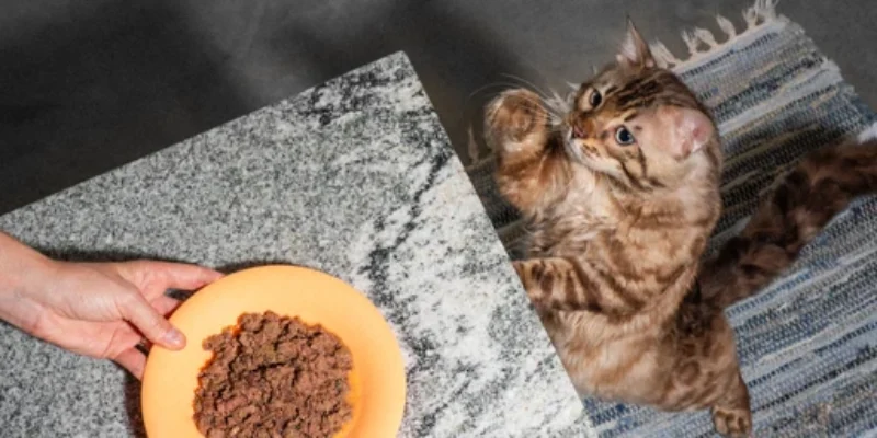 Tyga Cat Food Review