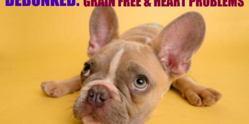 9 Understanding grain-free dog foods and heart problems