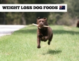 Best weight loss dog foods