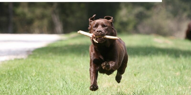 12 Best weight loss dog foods