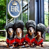 What does the Queen feed her Corgis, Dorgi, and Cocker Spaniel?