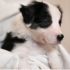 How to feed your new puppy