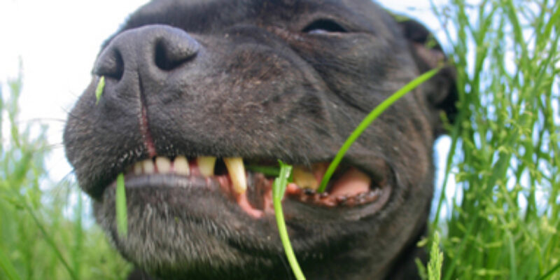 10 Why do dogs eat grass?