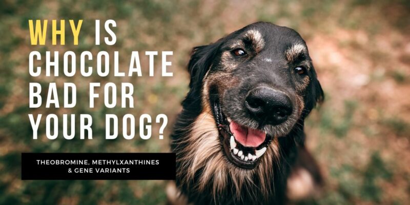 13 Why is chocolate bad for a dog?