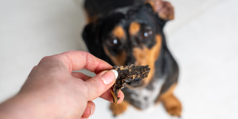 12 The best dog treats in Australia – with health benefits!