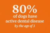 Dental disease in dogs – The truth, and what we can do to prevent it