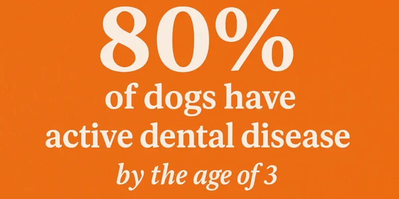 13 Dental disease in dogs – The truth, and what we can do to prevent it