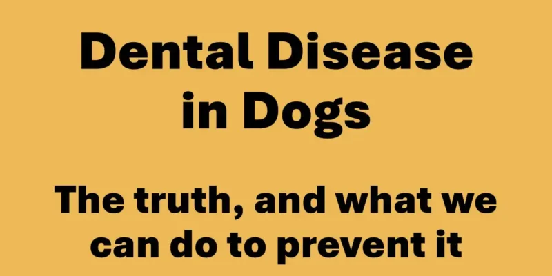 9 Dental disease in dogs – The truth, and what we can do to prevent it