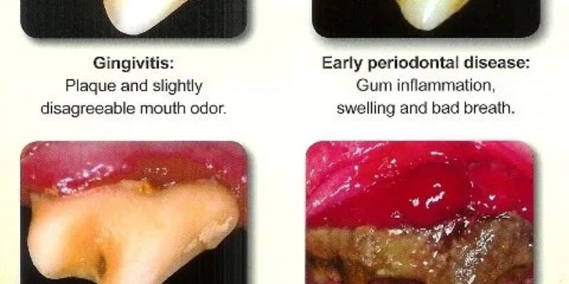 10 The truth about dental dog foods