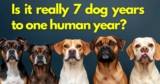 The truth about dog years to human years