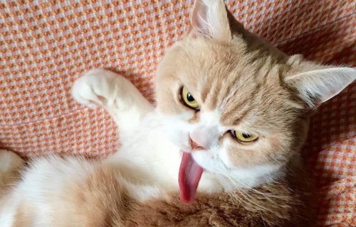 Koyuki Angry Cat vs Grumpy Cat